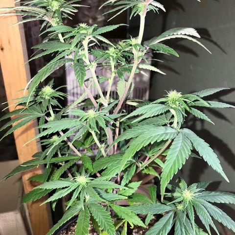 Royal Skywalker  #3 growlog timeline photo