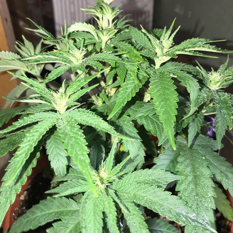 Black Orchid  #1 growlog timeline photo