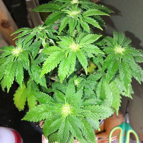 Royal Apple Fritter #2 growlog timeline photo