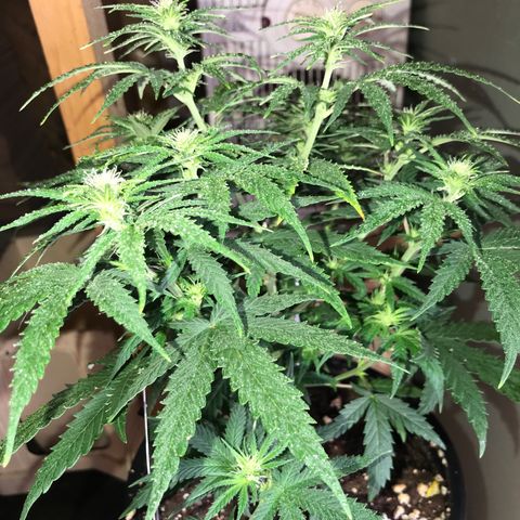 Sweet Lemon Ak #1 growlog timeline photo