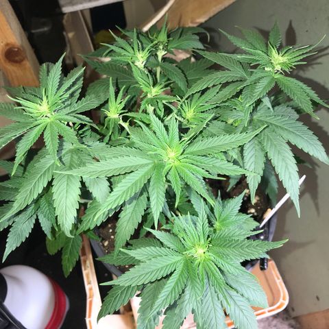 Black Orchid  #2 growlog timeline photo