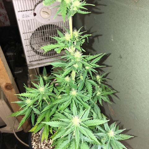 Royal Skywalker  #1 growlog timeline photo