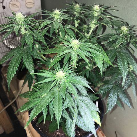 Do- Si- Dos #2 growlog timeline photo