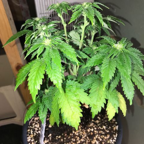 Royal Apple Fritter #2 growlog timeline photo