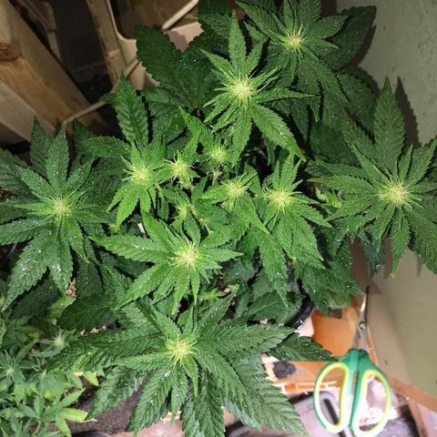 Sweet Lemon Ak #2 growlog timeline photo