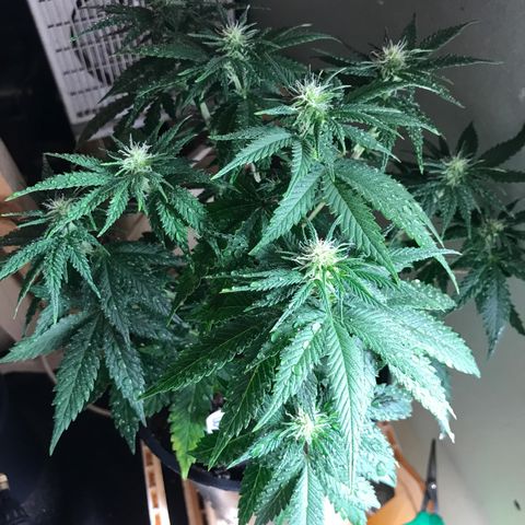 Do- Si- Dos #2 growlog timeline photo