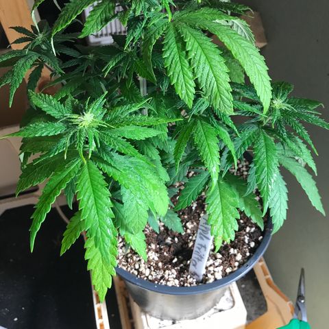 Royal Apple Fritter #1 growlog timeline photo