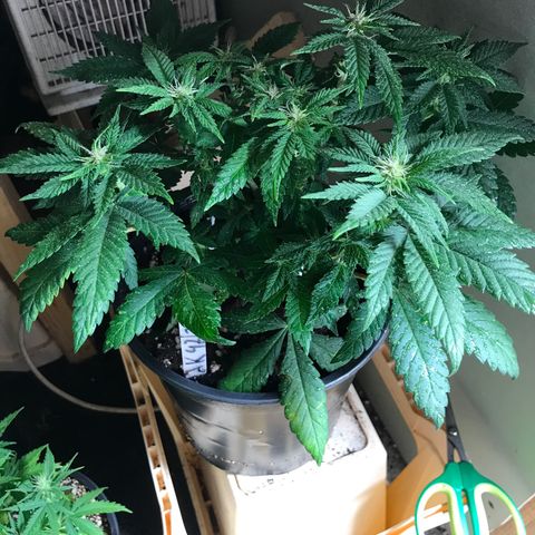 Sweet Lemon Ak #2 growlog timeline photo