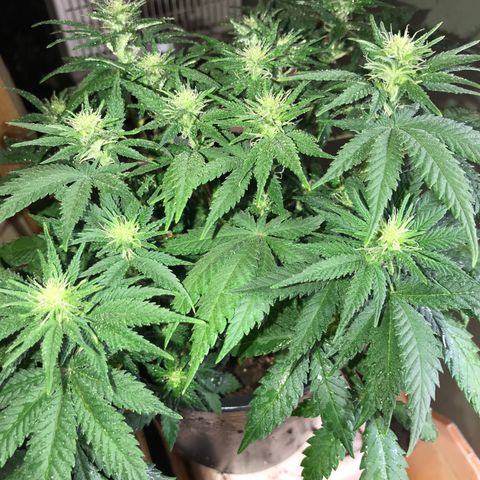 Sweet Lemon Ak #3 growlog timeline photo