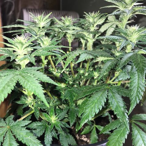 Sweet Lemon Ak #3 growlog timeline photo