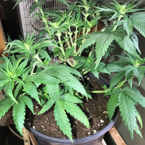 Black Orchid  #2 growlog timeline photo