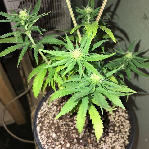 Royal Gushers #1 growlog timeline photo