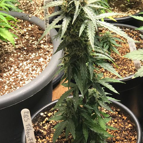 Titan F1 #1 growlog timeline photo
