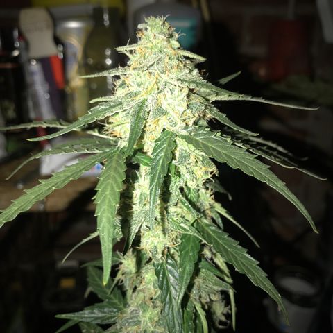 Titan F1 #1 growlog timeline photo