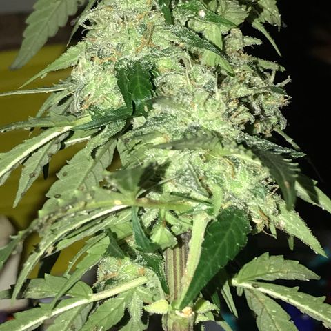 Titan F1 #1 growlog timeline photo