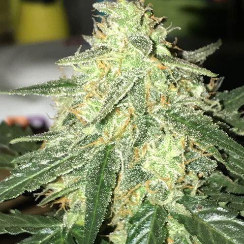 Titan F1 #1 growlog timeline photo
