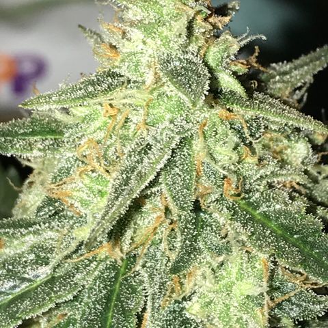 Titan F1 #1 growlog timeline photo