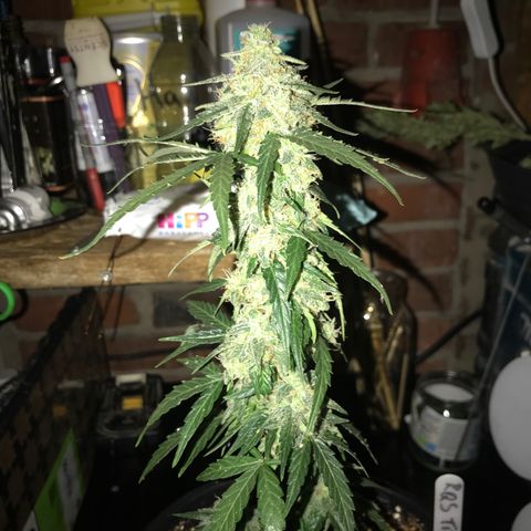Titan F1 #1 growlog timeline photo