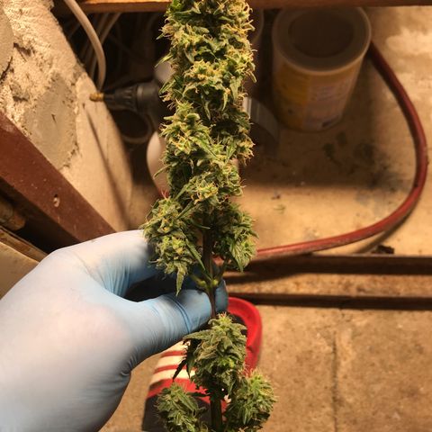 Titan F1 #1 growlog timeline photo