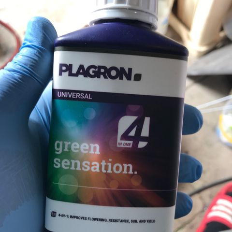 Purple Haze #1 growlog timeline photo
