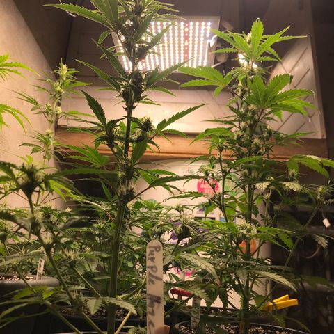 Special Queen #1 growlog timeline photo