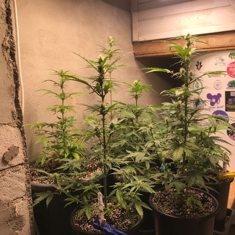 Special Queen #1 growlog timeline photo