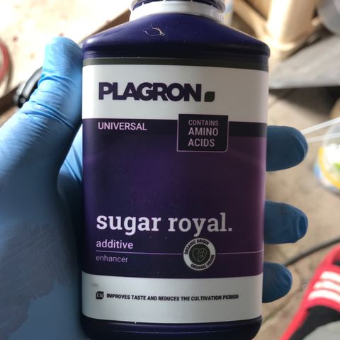 Purple Haze #1 growlog timeline photo
