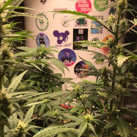 Special Queen #1 growlog timeline photo