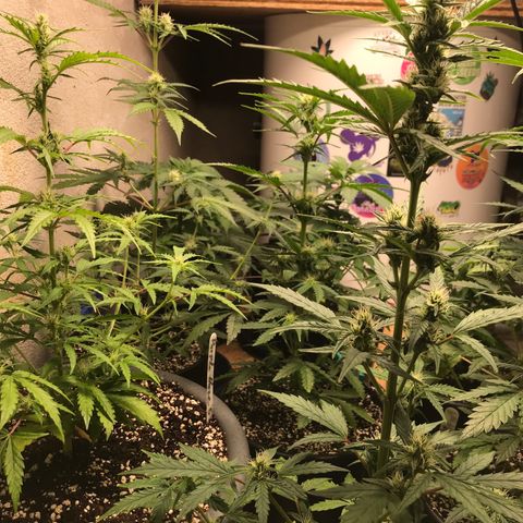 Special Queen #1 growlog timeline photo