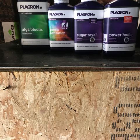 Purple Haze #1 growlog timeline photo