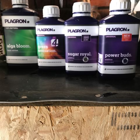 Purple Haze #1 growlog timeline photo