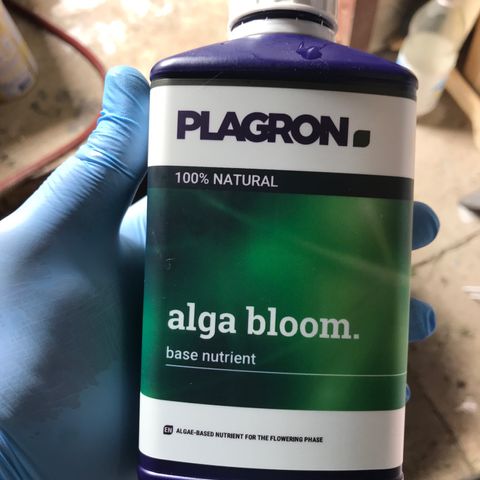 Purple Haze #1 growlog timeline photo