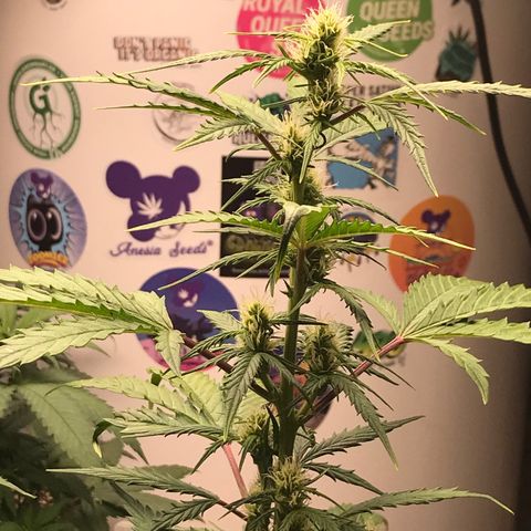 Special Queen #1 growlog timeline photo