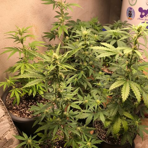 Purple Haze #1 growlog timeline photo