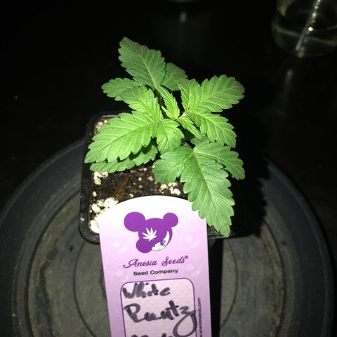 White Runtz  #1 growlog timeline photo