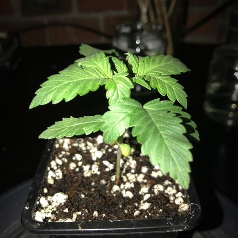 White Runtz  #1 growlog timeline photo