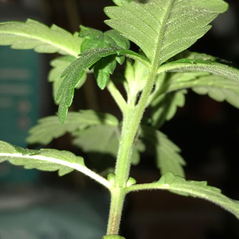 White Runtz  #1 growlog timeline photo