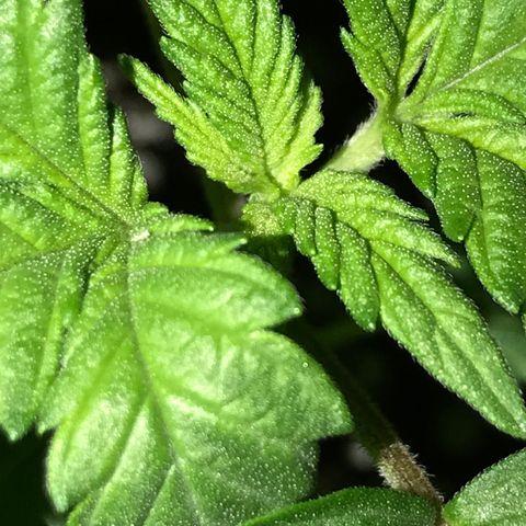 White Runtz  #1 growlog timeline photo