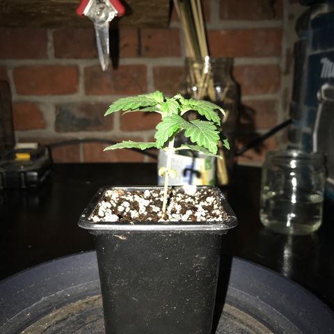 White Runtz  #1 growlog timeline photo