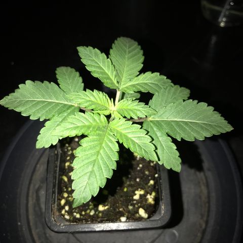 White Runtz  #2 growlog timeline photo