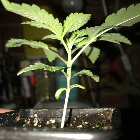 White Runtz  #2 growlog timeline photo