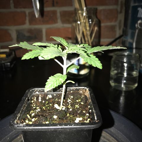 White Runtz  #2 growlog timeline photo