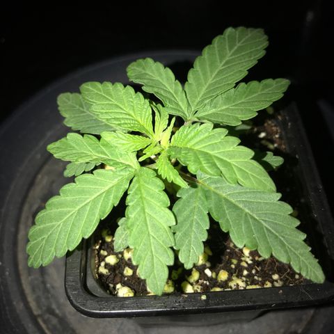 White Runtz  #3 growlog timeline photo