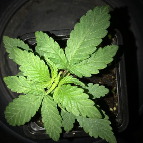 White Runtz  #3 growlog timeline photo