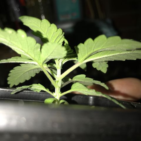 White Runtz  #3 growlog timeline photo