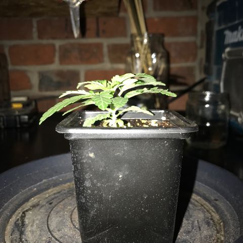 White Runtz  #3 growlog timeline photo