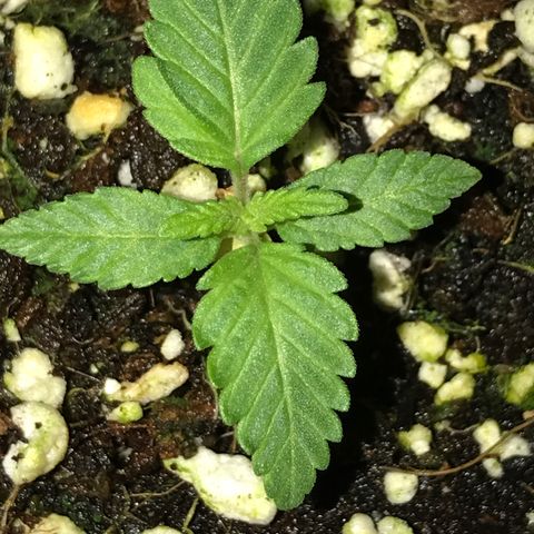 White Runtz  #4 growlog timeline photo
