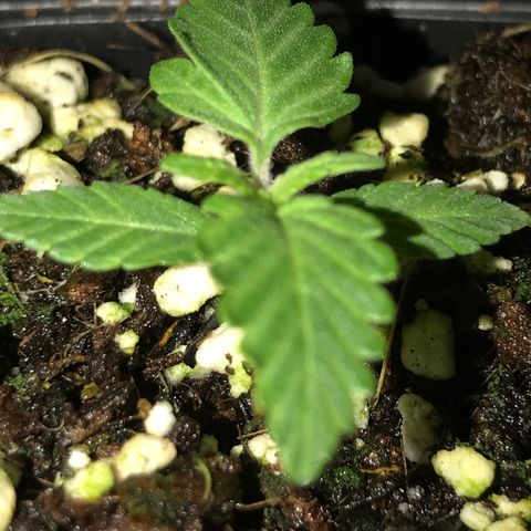 White Runtz  #4 growlog timeline photo