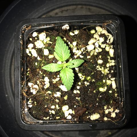 White Runtz  #4 growlog timeline photo