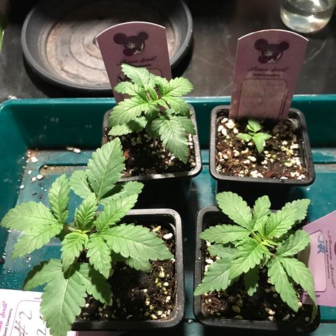 White Runtz  #1 growlog timeline photo